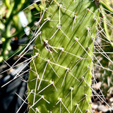 Consolea corallicola | Florida Semaphore Cactus | Rarest Endangered Cactus In The World