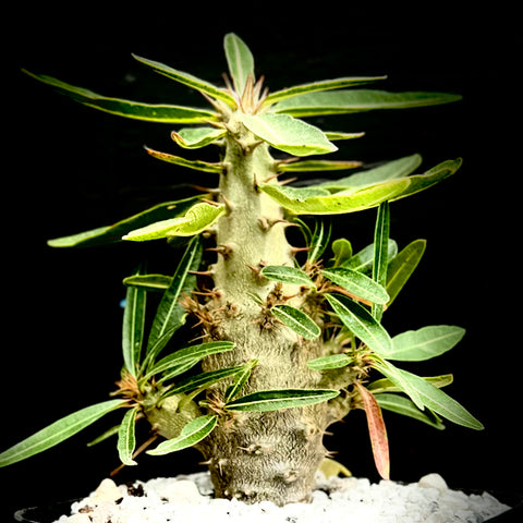 Pachypodium rosulatum ssp rosulatum 6"/1 gallon Rare Madagascar Palm Caudex Type