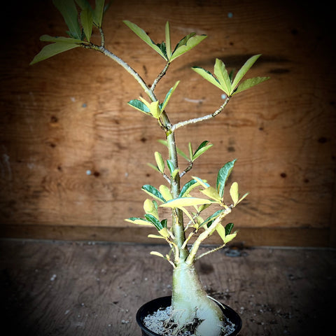 Adenium somalense HYBRIDS Large Plants 1 gallon Tree Desert Rose