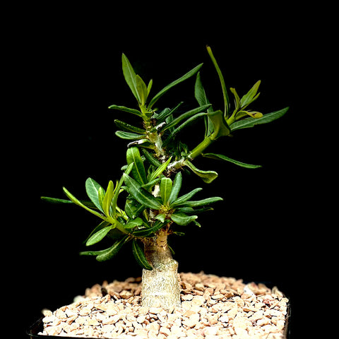 Pachypodium bispinosum Rare Madagascar Palm Caudex Species
