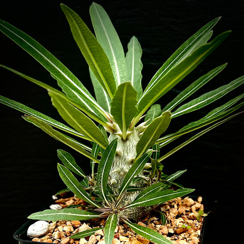 Pachypodium horombense Caudex Forming | Bonsai Branching Plants