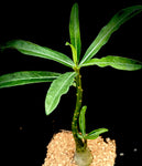 Adenium somalense var crispum Desert Rose Dwarf Caudex Plant,