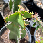 Euphorbia cooperi Large Growing African Species