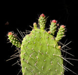 Consolea corallicola | Florida Semaphore Cactus | Rarest Endangered Cactus In The World