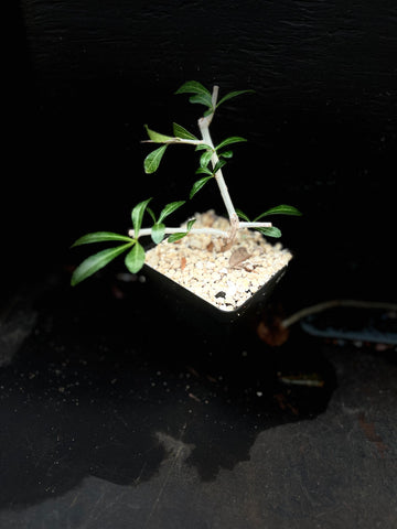 Commiphora aff kua 3” pot size Myrrh Tree