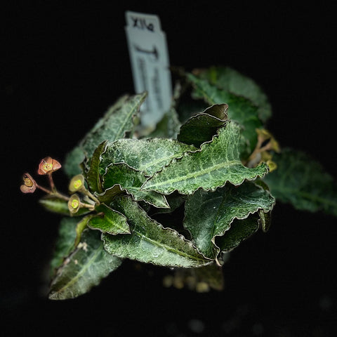 X16 Euphorbia francoisii crassicaulis f. rubra Hybrid Specimen Madagascar Dwarf Geophyte Exact Plant