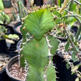 Euphorbia cooperi Large Growing African Species