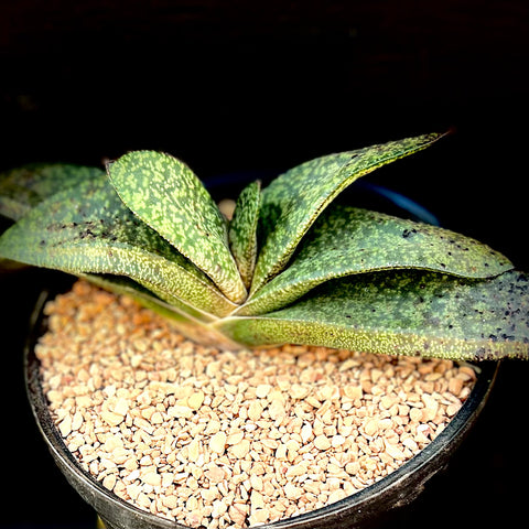 EP - Gasteria batesiana hybrid   Exact Plant Ox Tongue Succulent