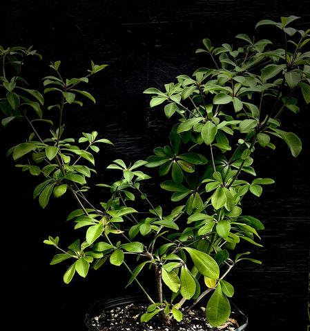 Euphorbia elliotii Huge Specimens Madagascar Spiny Forest Endemic