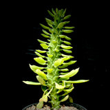 Monadenium stapelioides Shrub Euphorbia 