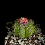 Melocactus mantanzanus  Specimens with cephalium Turks Cap Cactus