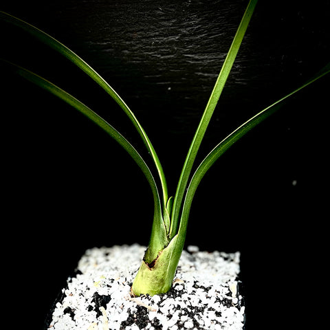 Clivia hybrid 6"/1 gallon Specimen RARE YELLOW Flowers African Bulb
