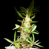 Pachypodium rosulatum ssp rosulatum 6"/1 gallon Rare Madagascar Palm Caudex Type