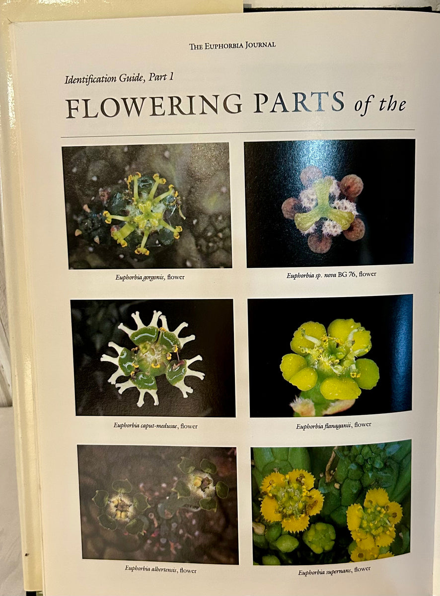 洋書 Euphorbia Journal vol.8 洋書 Euphorbia Journal vol.8 洋書 Euphorbia Journal vol.8