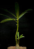 Adenium somalense var crispum Desert Rose Dwarf Caudex Plant, Seed grown