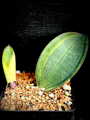Sansevieria masoniana Variegated Starter Plants in 6” pots
