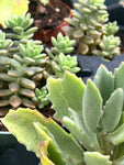 Assorted Succulent Garden Collection Kit - Set of 5 Succulents For Dish Gardens