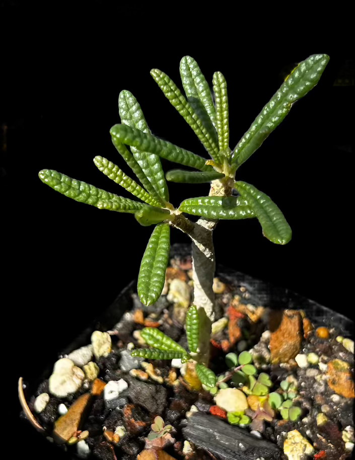 Dorstenia gigas f. bullata | Rooted Cutting 1 | RARE Caudex