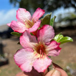 Adenium obesum Decumbent Style Bonsai Specimen Pink Flowers 16" bowls - Paradise Found Nursery