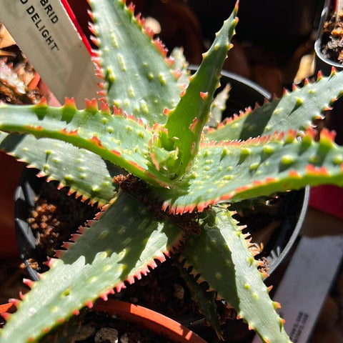 Aloe Hybrid 'Spiked Delight' Exclusive Paradise Found Nursery Aloe Hybrid Series - Paradise Found Nursery