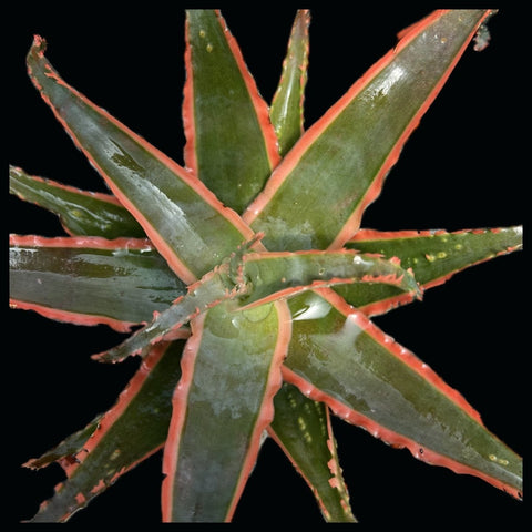 Aloe hybrid TCT No ID #3 Exact Plant - Paradise Found Nursery