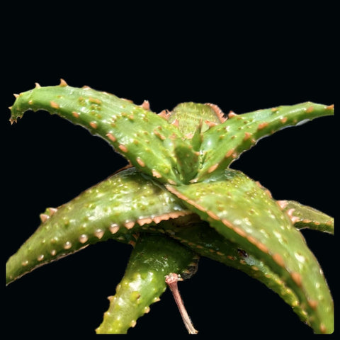 Aloe hybrid TCT No ID #5 Exact Plant - Paradise Found Nursery