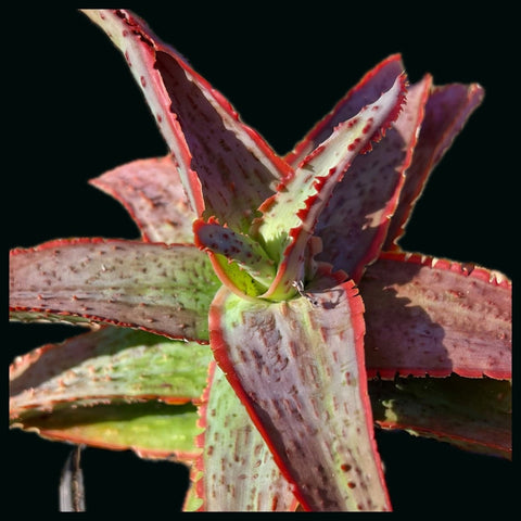 Aloe hybrid TCT No ID #6 Exact Plant - Paradise Found Nursery