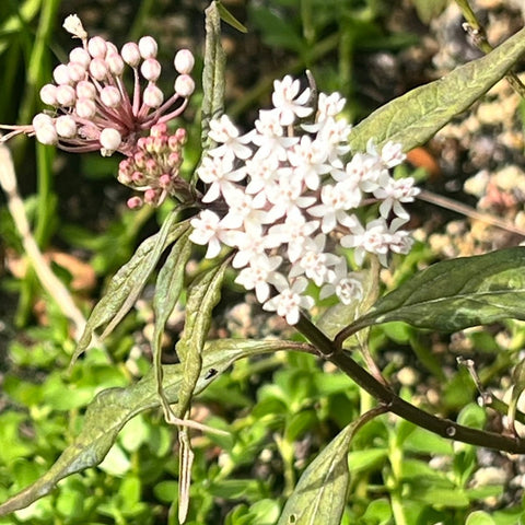 Asclepias perennis Butterfly Milkweed Florida Native Wetland- Swamp Milkweed - Paradise Found Nursery