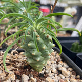 Euphorbia publigans Pineapple Plant Dwarf Succulent - Paradise Found Nursery