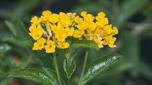 Lantana depressa v depressa | Gold Verbena | Rare Florida Native Wildflower - Paradise Found Nursery