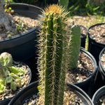Pilosocereus curtisii Large Size Jamaican Caribbean Cactus RARE - Paradise Found Nursery