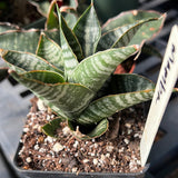 Sansevieria hybrid Mamba Thai Hybrid Dracaena - Paradise Found Nursery