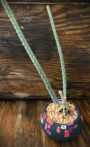 Peniocereus vipernus Bonsai in handmade Stockman ceramic planter