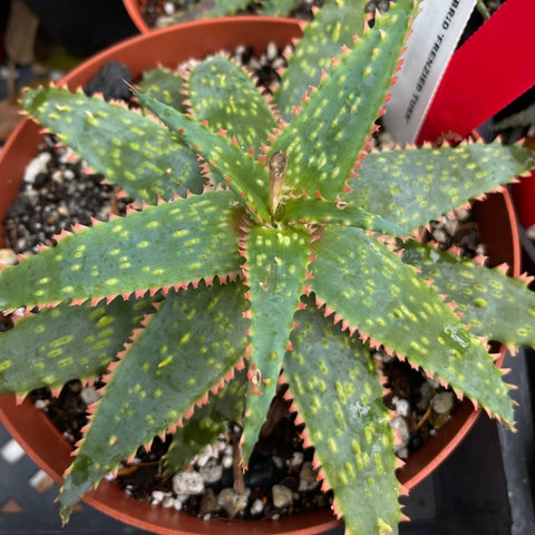 Aloe Hybrid 'Bewildered Beast' Rare Succulent Hybrid