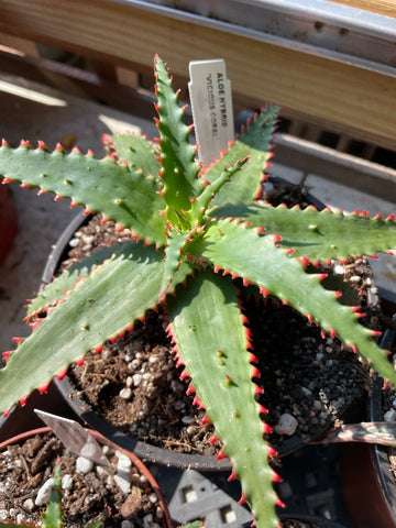 Aloe Hybrid 'Vicious Coral' Exclusive Paradise Found Nursery Aloe Hybrid Series