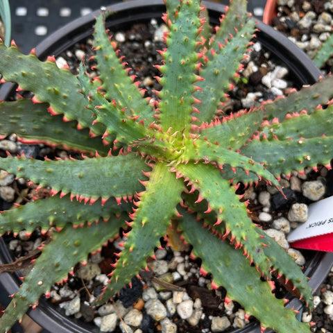 Aloe Hybrid 'Vivacious Prick' 5" pots