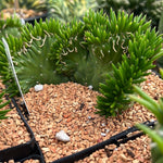 Austrocylindropuntia subulata crested 6"/1 gallon aka Opuntia Eve's Needle Crested 1 gallon/6" - Paradise Found Nursery