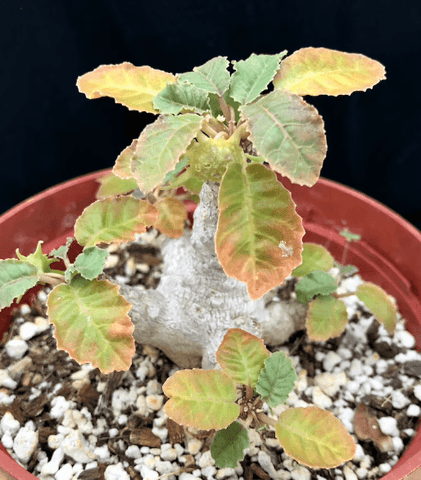 Dorstenia foetida Seed Grown Caudex Plant Fig Relative