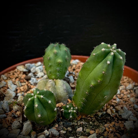Echinocereus scheeri subsp. gentryi Spineless Cactus