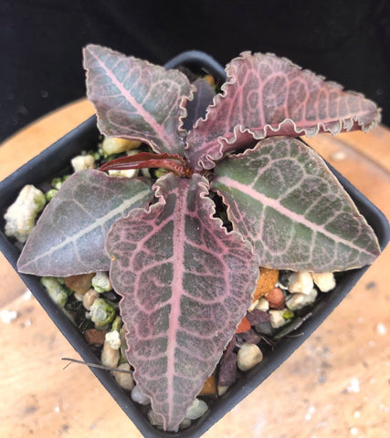 Euphorbia francoisii crassicaulis f. rubra - Paradise Found Nursery