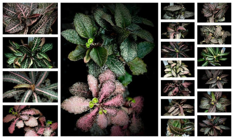 Euphorbia francoisii Dwarf Madagascar Caudex Type Pick For Me 4" pots - Paradise Found Nursery