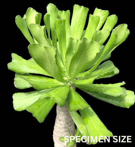 Euphorbia poissonii Rare Spineless Form Seed Grown African Candle Plant