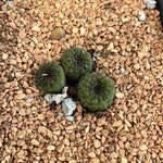 Frailea pumila  Dwarf Cactus Tiny Succulent