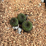 Frailea pumila  Dwarf Cactus Tiny Succulent