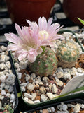 Gymnocalycium bruschii Dwarf Chin Cactus