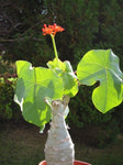 Jatropha podagrica Buddha Belly Plant 1 gallon Bonsai