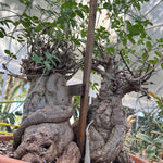 Momordica rostrata Vining Cucurbit Caudiciform - Paradise Found Nursery