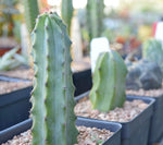 Blue Myrtle Cactus - Myrtillocactus geometrizans - Blue Candle Cactus