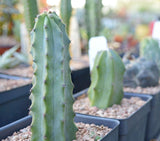 Blue Myrtle Cactus - Myrtillocactus geometrizans - Blue Candle Cactus