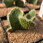 Austrocylindropuntia subulata cv Snow Ridge  Crested Monster Cactus prickly pear